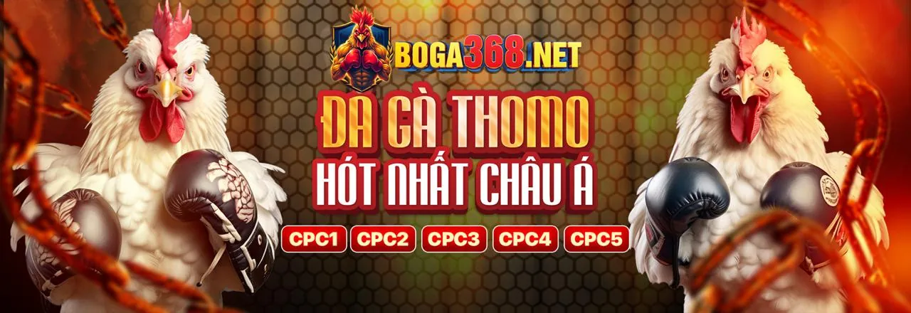 Đá Gà Trực Tuyến Thabet 2026
