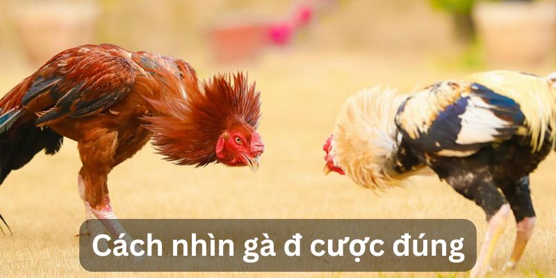 Đánh giá chiến kê trước khi vào tiền